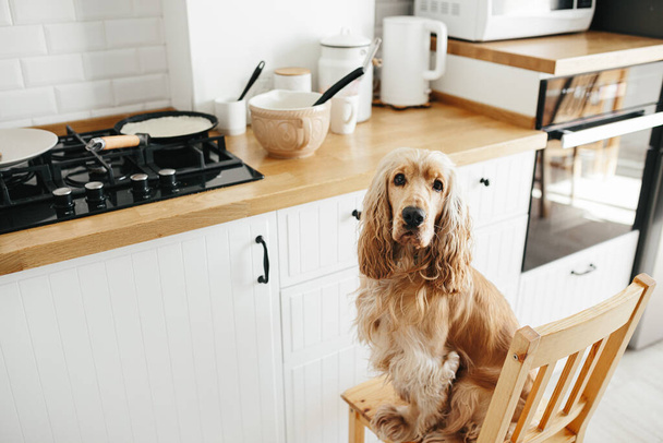 Cocker spaniel dog waiting for pancakes food sitting at the chair at the kitchen. Casual lifestyle photo series in real life interior - Φωτογραφία, εικόνα