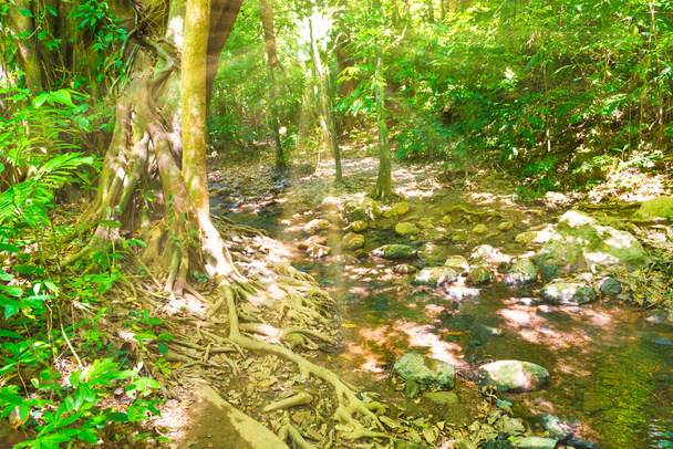 Grüner Urwald Naturlandschaft mit Fluss und großen tropischen Bäumen - Foto, Bild
