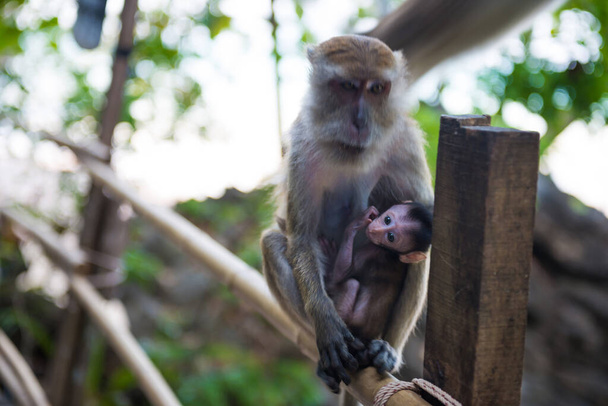 Linda familia de animales. Mono macaco sentado en barandilla de bambú y sosteniendo a su bebé - Foto, imagen