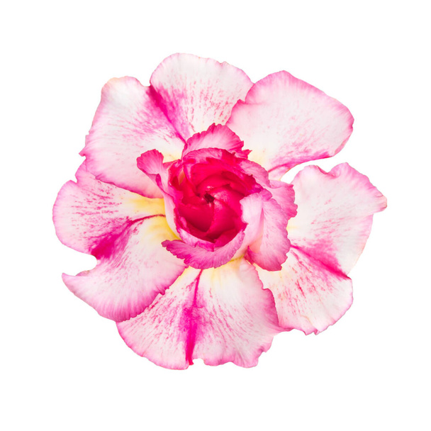 Fleur rouge rose adénium obesum isolé sur fond blanc - Photo, image