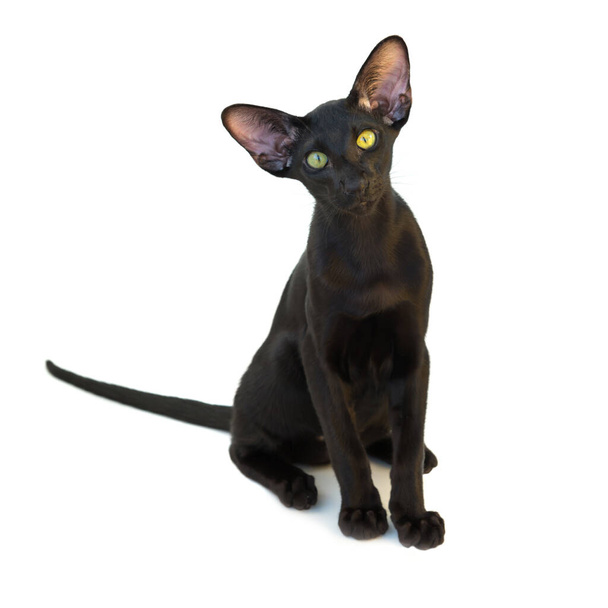 黒純血東洋の猫の小さな子猫は白い背景に隔離されました - 写真・画像