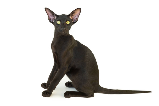 Чорний чистокровний східний кіт маленький кошеня ізольований на білому тлі
 - Фото, зображення
