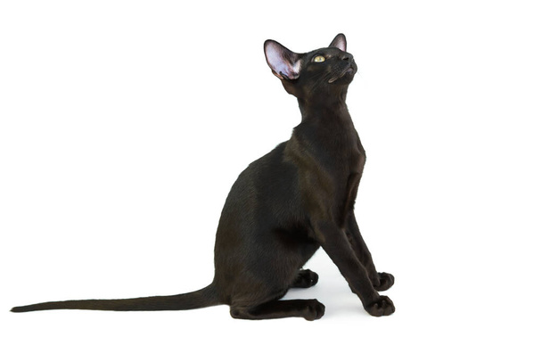 Schwarze reinrassige orientalische Katze kleines Kätzchen isoliert auf weißem Hintergrund - Foto, Bild