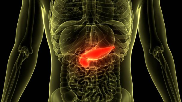Órgãos Internos Humanos Pâncreas com Anatomia da vesícula biliar. 3D - Foto, Imagem