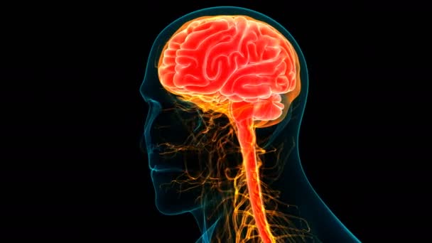 İnsan Sinir Sistemi Beyin Anatomisi Merkezi Organı. Üç Boyut - Video, Çekim