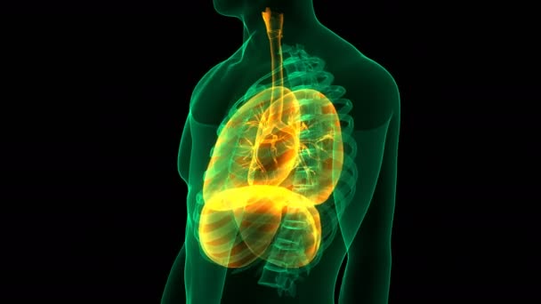 Anatomie van het menselijk ademhalingssysteem. 3D - Video