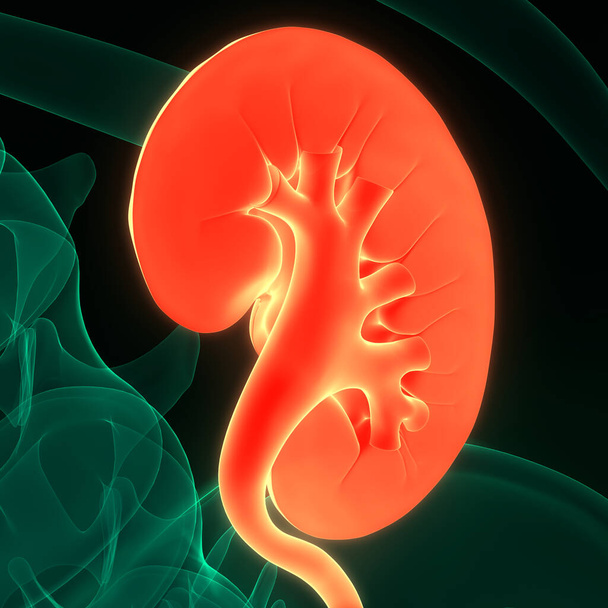 三次元イラスト｜パンの解剖学的構造を持つ人間の尿系腎臓の概念 - 写真・画像