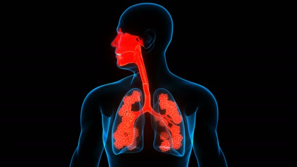 Pulmones del sistema respiratorio humano con laringe y faringe con anatomía de alvéolos. 3D - Metraje, vídeo