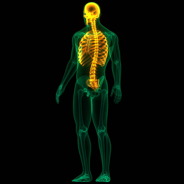 Sistema scheletrico umano Gabbia toracica Giunti ossei Anatomia. 3D - Foto, immagini