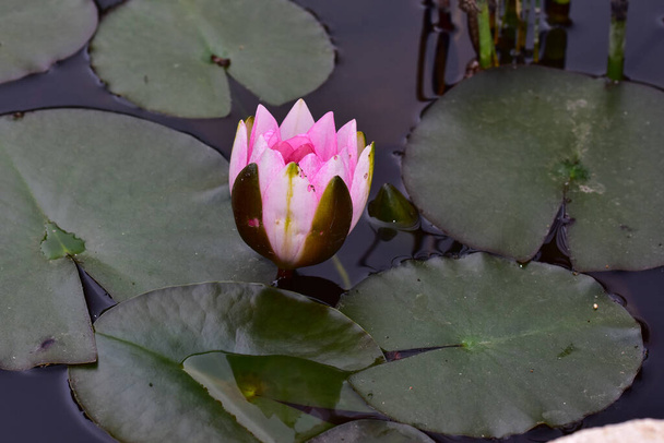 красивый цветущий лотос растет в пруду в летний день  - Фото, изображение
