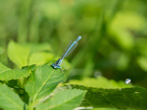 White-legged damselfly (Platycnemis pennipes) male sitting on green leaf in sunny summer day - Photo, Image