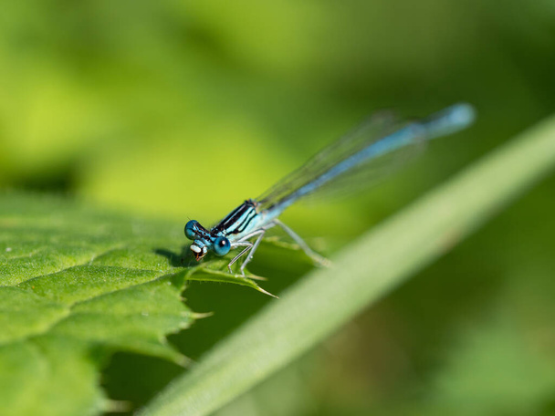 White-legged damselfly (Platycnemis pennipes) male sitting on green leaf in sunny summer day - Photo, Image