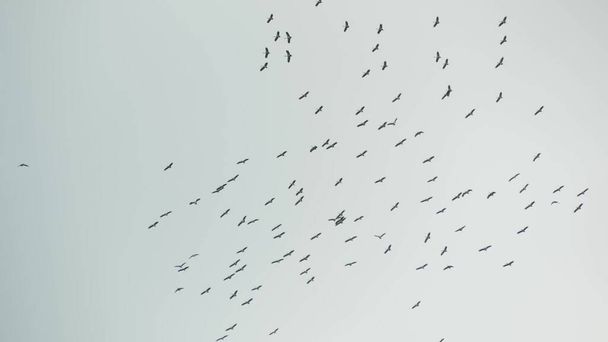 Снизу стая аистов летит на сером облачном небе. Силуэты парящих птиц как символ свободы и природы. Концепция сохранения окружающей среды и исчезающих видов животных. - Фото, изображение