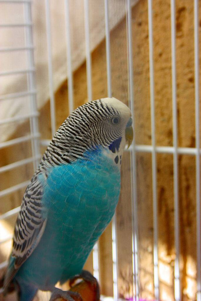 Буджи. голубой и белый попугай, заключенный в клетку - Фото, изображение