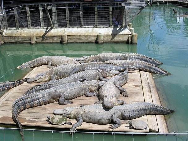 Monroe Alligator Park 2003 - Photo, Image