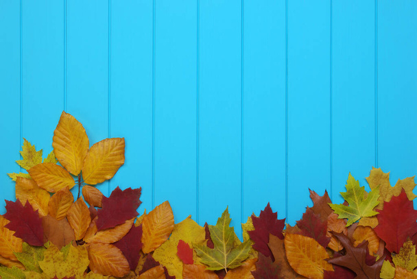  folhas de outono no fundo azul de madeira - Foto, Imagem