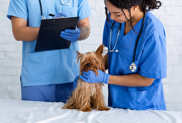 動物病院で小さな犬を検査する専門の獣医師と看護師 - 写真・画像