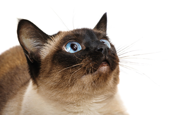 Сиамская кошка крупным планом
 - Фото, изображение
