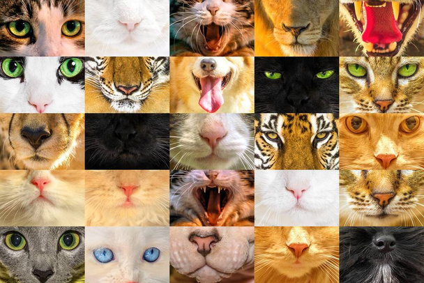 Cat faces textures - Photo, Image