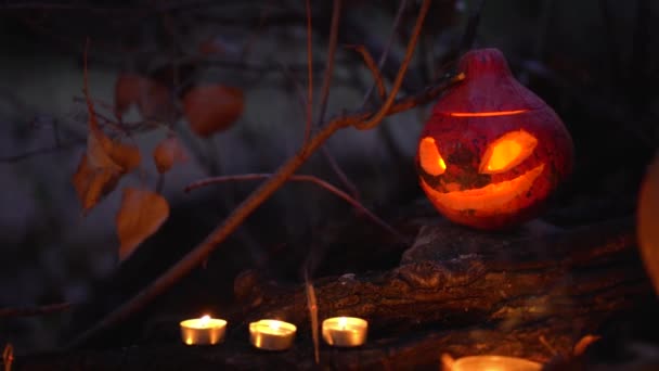 Three burning candles, one festive smiling orange beautiful Jack o Lantern pumpkin with carved face glows from inside, stands on dry tree among dense branches in night autumn scary wild forest outdoor - Footage, Video