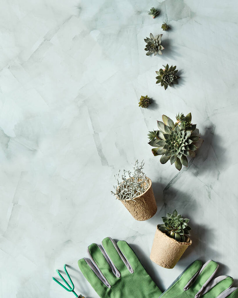 Seedling pots, planting seedlings and baby plants of sempervivum succulents. Green hands creative concept, marble stone background. Plants, hand in glove holds a seedling pot. - Фото, зображення