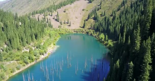 Gli alberi di conifere sorgono dalle profondità del lago di montagna - Filmati, video
