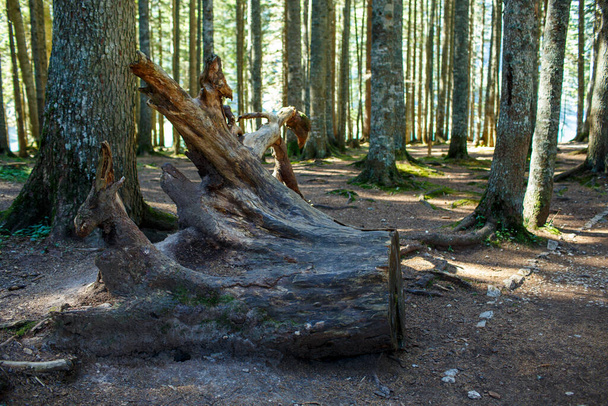 Huge tree stump from an old sawn tree - Fotoğraf, Görsel