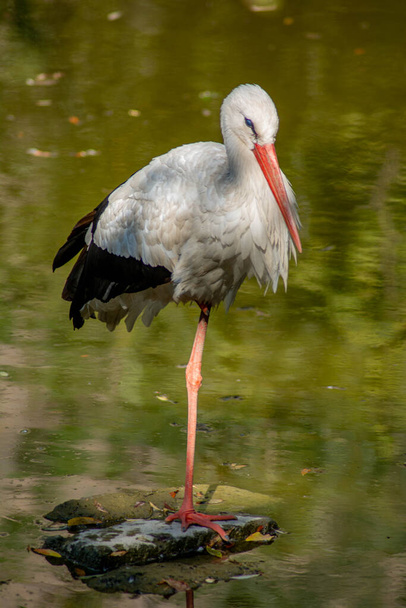 Stork stands on one leg in the middle of the lake - Φωτογραφία, εικόνα