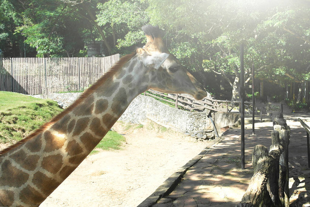 Giraffe (Giraffa camelopardalis) in a zoo or reserve. - Fotoğraf, Görsel
