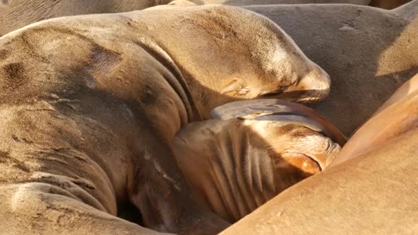 Merileijonia kivellä La Jollassa. Villikorvaiset hylkeet lepäävät lähellä Tyyntämerta kivillä. Hauska laiska villieläin nukkuu. Suojeltu merinisäkäs luonnollisessa elinympäristössä, San Diego, Kalifornia, Yhdysvallat - Materiaali, video