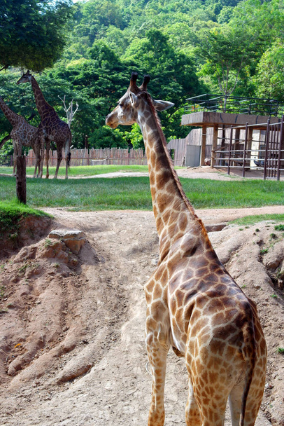 Giraffe family (Giraffa camelopardalis) in a zoo or reserve. - Fotoğraf, Görsel