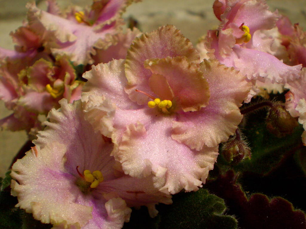 写真はテリーライトピンクの光沢のある虹色のシマー黄色の雄しべと青の葉を持つセントパウリアの花。 - 写真・画像