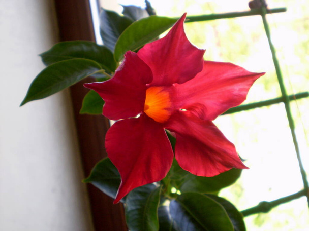 Foto van rode mandevilla bloem op wazige achtergrond - Foto, afbeelding