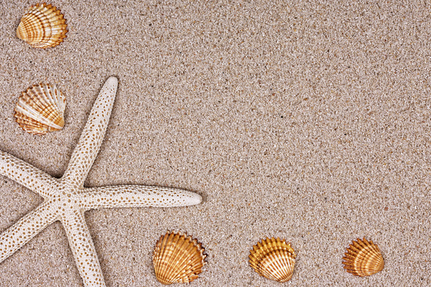 Conchas marinas en la arena, el fondo o la textura
 - Foto, imagen