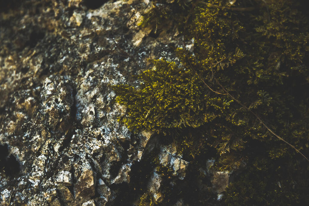 Moss on a stone, macro photo in dark colors, Montengero National Park - Photo, image