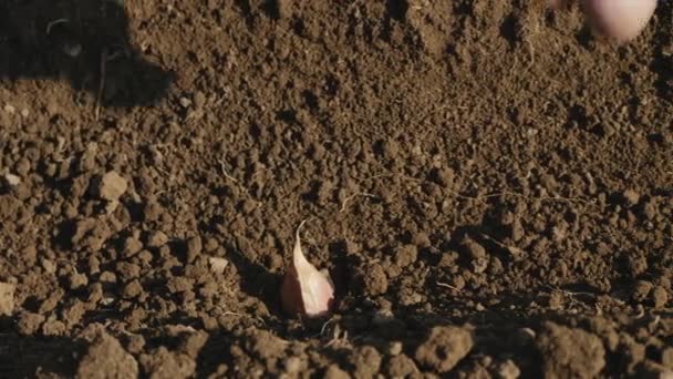Vrouw plant knoflook in de grond, close-up - Video