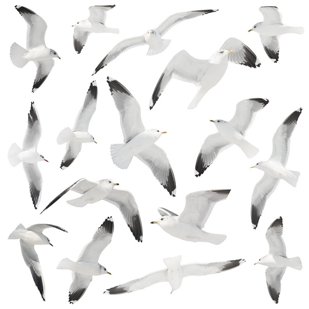 colección de aves en blanco
 - Foto, imagen