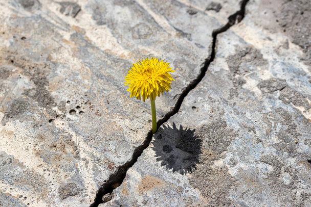 Una flor de diente de león amarillo que crece a partir de una grieta en hormigón o cemento. El concepto de crecimiento, superación de las dificultades, fortaleza, esperanza, inicio y renacimiento. - Foto, imagen