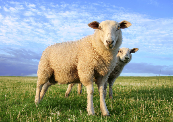 Moutons le soir
 - Photo, image