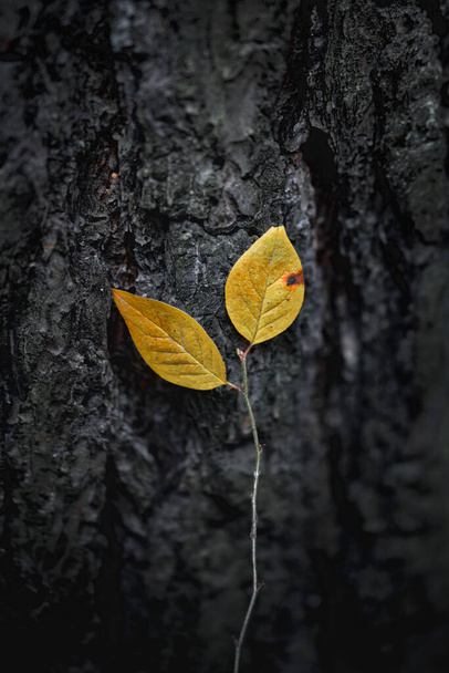 Bright yellow leaf on the background of dark tree bark fragment. Young growth next to an adult plant. Autumn forest or growing up concept. - Zdjęcie, obraz