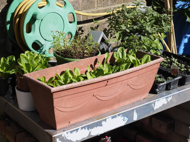Einige Salate wachsen in einem Trog mit einer Schlauchtrommel im Hintergrund - Foto, Bild