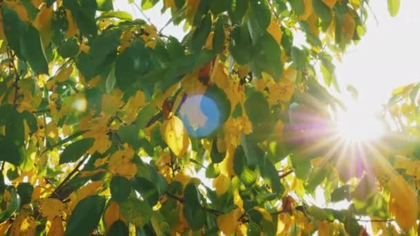 Πράσινα και κίτρινα φύλλα σε ένα δέντρο στο φως του ήλιου - Πλάνα, βίντεο
