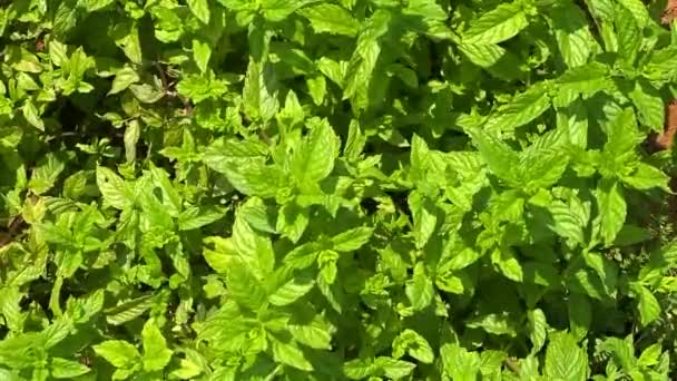 Menta o foglie di basilico in giardino come sfondo - Filmati, video
