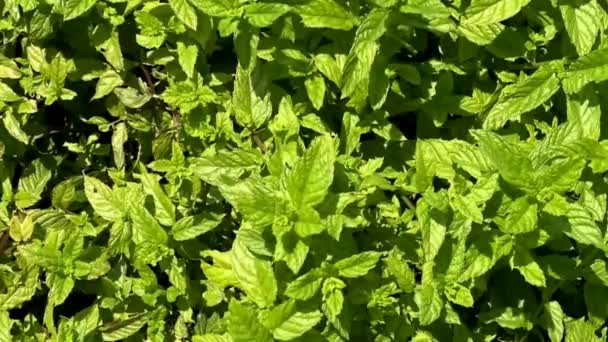Munt of basilicum bladeren in de tuin als achtergrond - Video