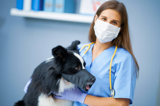 Naispuolinen eläinlääkäri tutkii koiran klinikalla - Valokuva, kuva