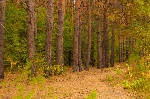 Paesaggio della foresta autunnale con strada delle foglie autunnali - Foto, immagini