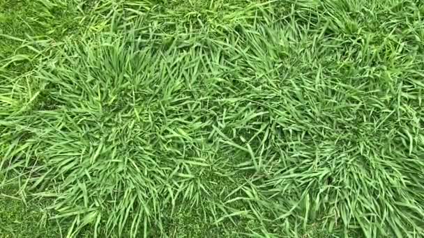 Vista dall'alto del campo in erba sintetica sana o struttura del prato prima di tagliare - Filmati, video