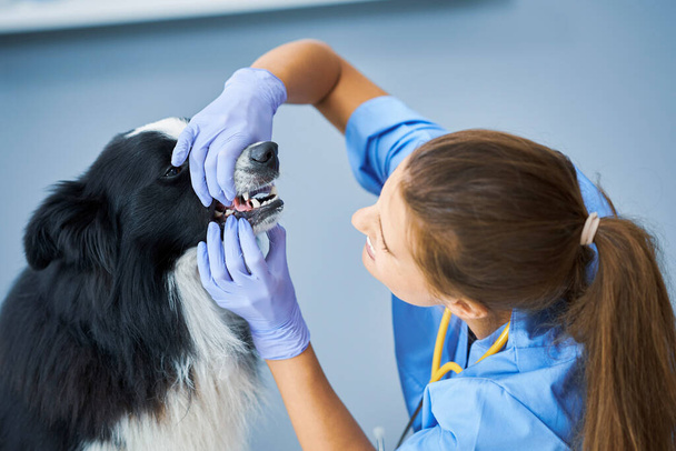 Kobieta weterynarii badającej psa w klinice - Zdjęcie, obraz