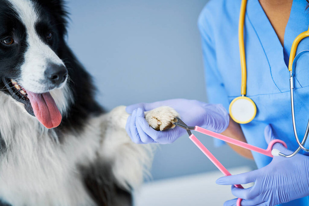 Artigli di taglio di veterinario femminile ed esaminare un cane in clinica - Foto, immagini