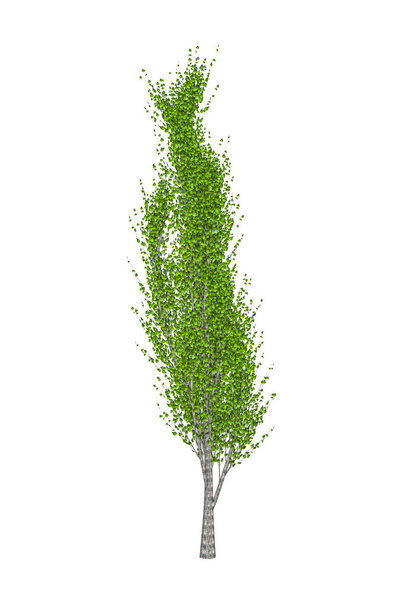 Ломбардическое тополь дерево изолированы на белом фоне - 3D рендеринг - Фото, изображение